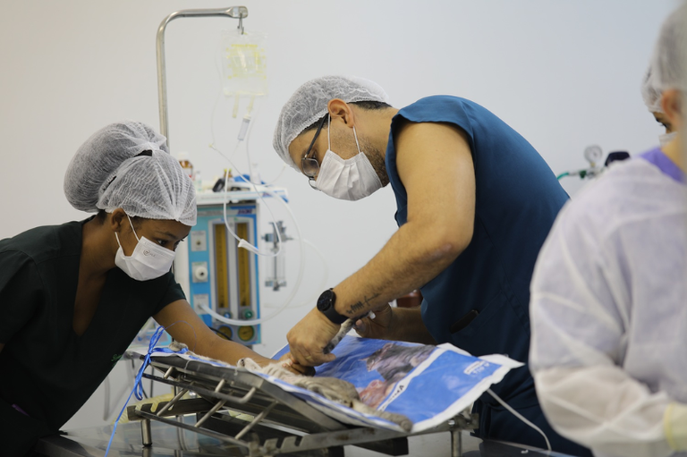 Dois profissionais de saúde veterinária, usando máscaras e toucas cirúrgicas, realizam um procedimento em um pequeno animal deitado sobre uma mesa cirúrgica metálica. Ao fundo, vê-se um ambiente clínico com equipamentos médicos e um suporte de soro.