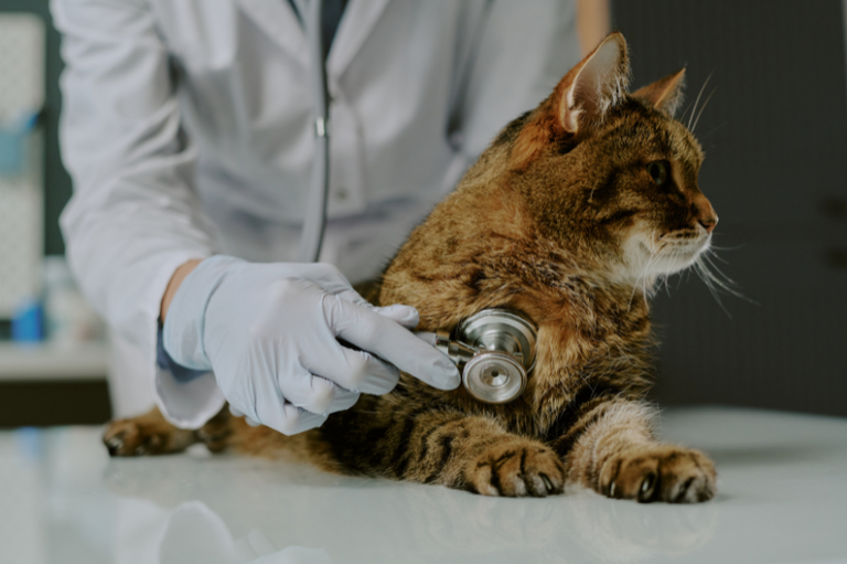 Um veterinário usando luvas brancas utiliza um estetoscópio para examinar o peito de um gato malhado marrom, que está deitado sobre uma mesa de exames branca.