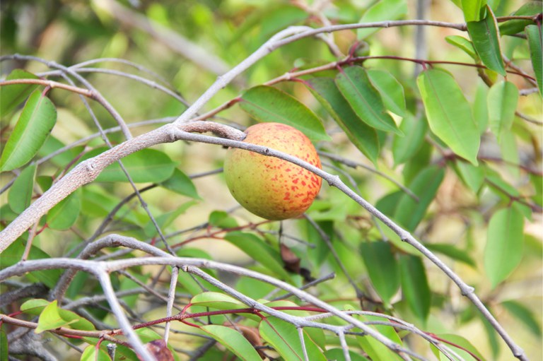 Close de uma mangaba redonda, amarelo-esverdeada com pequenas manchas vermelhas, pendurada em um galho fino entre folhas verdes, numa mangabeira.