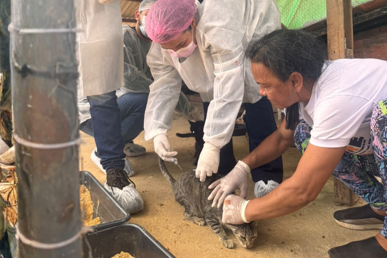 Profissional de saúde usando avental, máscara e touca rosa aplica uma injeção em um gato listrado, enquanto outra pessoa segura o animal no chão.