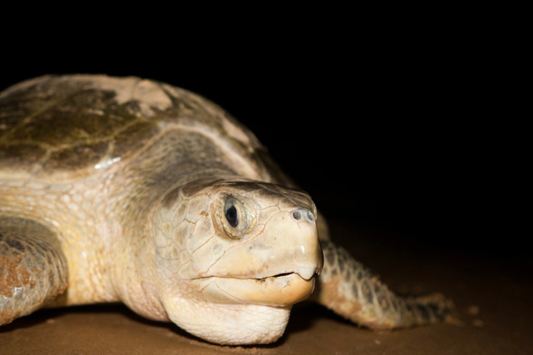 A imagem mostra uma tartaruga marinha em um ambiente escuro, possivelmente uma praia à noite. O réptil está em primeiro plano, com sua cabeça levemente erguida e olhar atento. Sua pele e casco apresentam tons de bege e marrom, com texturas rugosas e escamas visíveis. As nadadeiras dianteiras estão parcialmente enterradas na areia. O fundo é completamente preto, criando um contraste marcante com o animal iluminado.