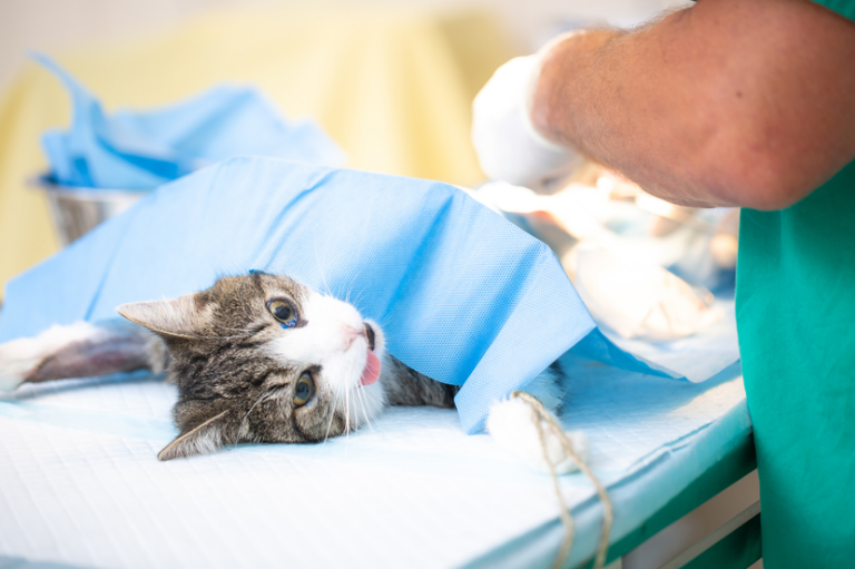Gato anestesiado deitado em uma mesa cirúrgica, parcialmente coberto por um campo cirúrgico azul, enquanto um veterinário de luvas e uniforme verde realiza um procedimento.