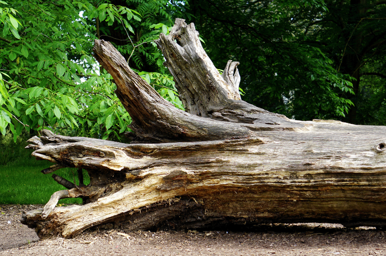 A imagem apresenta o tronco de uma árvore de grande porte caído horizontalmente sobre um solo coberto por terra e lascas de madeira, destacando-se em primeiro plano. A base do tronco, voltada para a esquerda, exibe raízes expostas e uma textura rugosa e fragmentada, com tons que variam entre o marrom-escuro da casca e o bege-claro da madeira interna descascada. Ao fundo, uma densa folhagem verde vibrante cria um contraste natural com a madeira seca, enquanto a iluminação lateral realça as fendas e os detalhes esculturais da árvore caída, sugerindo um cenário de parque ou floresta.