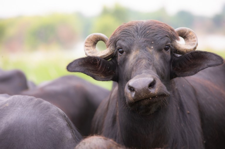 Imagem mostra búfalos em um pasto. A face de um dos animais aparece em primeiro plano