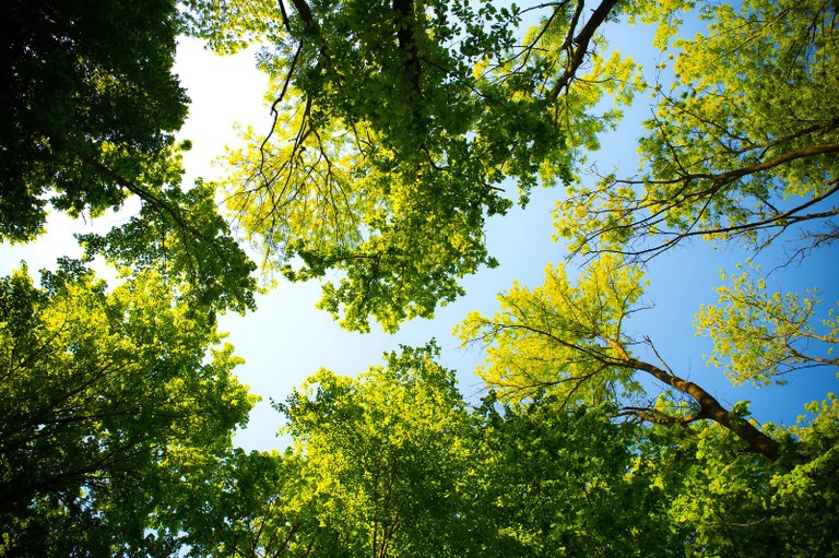 Imagem mostra copas de árvores e céu, vistos de baixo para cima