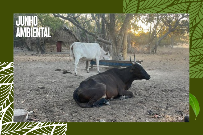 Foto mostra duas vacas embaixo de uma árvore, a da frente é preta e está sentada e a outra é branca e está em pé atrás comendo em um cocho