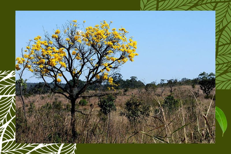 cerrado1.jpg