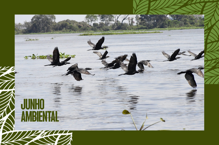 Banner Canva 800x533 (moldura) (4).png
