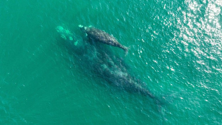 foto aérea de água do mar azul esverdeada com duas baleias