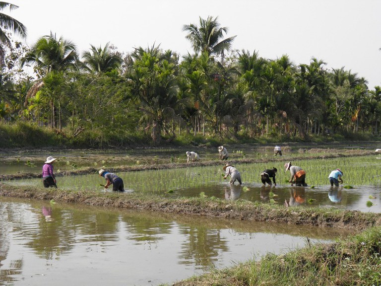 Foto mostra camponeses usando chapéus trabalhando em campo, com as costas inclinadas sob o sol. O campo está dividido por faixas estreitas de terra e fileiras de coqueiros estão alinhadas no fundo.