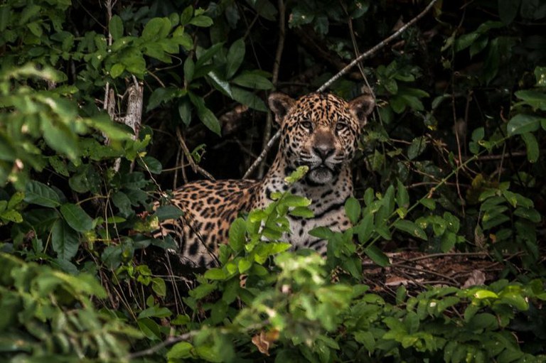 imagem de onça pintada escondida entre folhas verdes