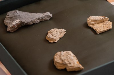 Imagem de quatro fósseis do crustáceo brasileiro da região do Araripe