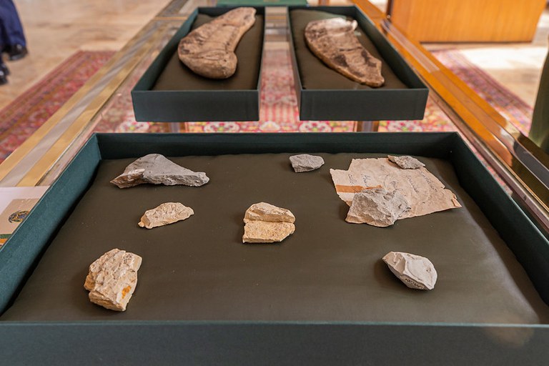 Imagem dos fósseis repatriados ao Brasil