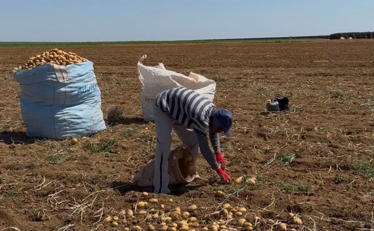 Fotografia de um trabalhador em um campo agrícola recolhendo batatas do chão. Ele está curvado, usando boné e luvas vermelhas, rodeado por batatas espalhadas e grandes sacos cheios da colheita sob um céu ensolarado.