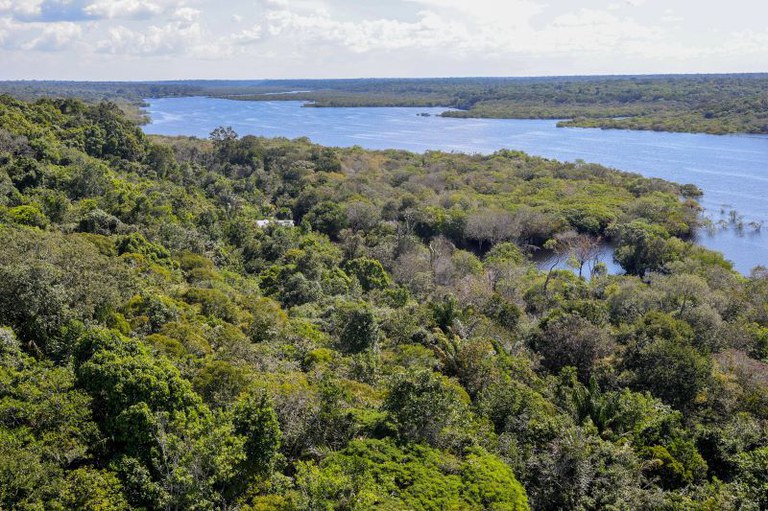 Imagem da floresta amazônica