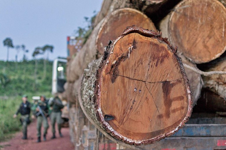 Foto mostra toras de Ipê extraído ilegalmente da Terra Indígena Cachoeira Seca, Pará