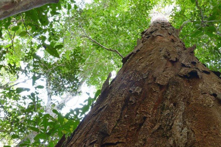 Fotografia colorida de ângulo de visão de baixo para cima (contra-plongée) que destaca o tronco de uma árvore alta, um pau-brasil, no centro da cena. A casca da árvore é áspera, espessa, de cor marrom-avermelhada escura e cobre a maior parte da imagem. O tronco se afunila em direção ao topo, onde a copa da árvore, com folhas verdes exuberantes, encontra o céu claro e a luz forte que penetra pela folhagem. Outros troncos mais finos e de cor mais clara emolduram a cena nos cantos, reforçando a sensação de estar dentro de uma floresta densa e alta.