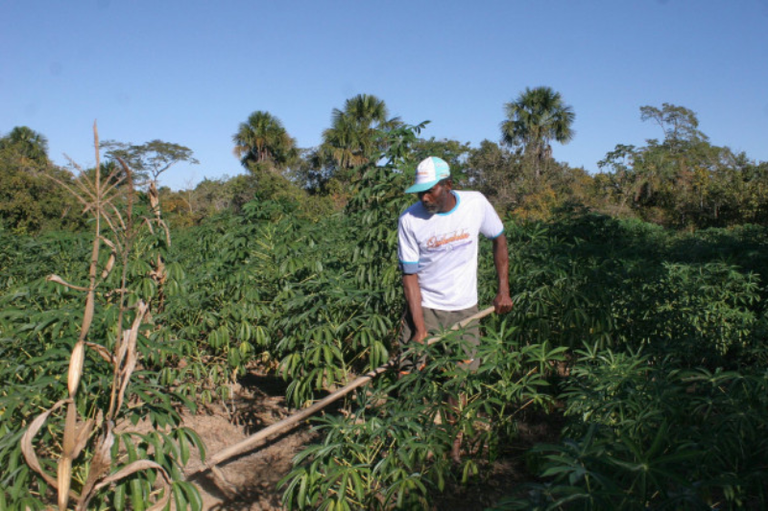 Foto de homem negro com enxada na mão em meio a plantação de mandioca em dia claro de céu azul