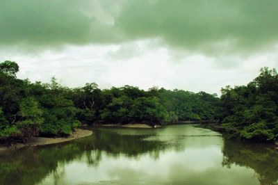 Área de floresta em frente a rio.