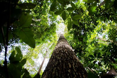 foto da Floresta Amazônica tirada de baixo para cima, com destaque para a altura das árvores
