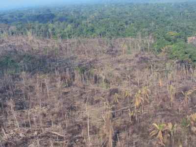 Área de floresta degradada no Pará pelo esquema comandado por AJ Vilela. Foto: Ibama
