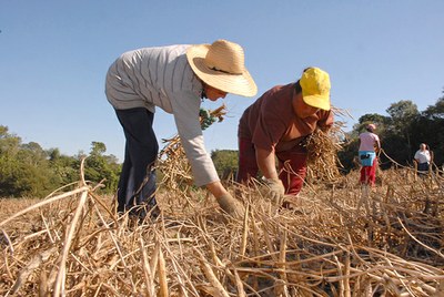 Foto mostra pessoas realizando a colheita de feijão