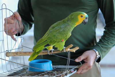 No primeiro plano da imagem, há um papagaio num puleiro de gaiola aberta segurada por um homem vestindo uma blusa verde.