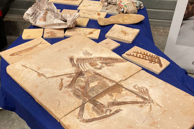 Foto dos fósseis que foram repatriados da França para o Brasil.