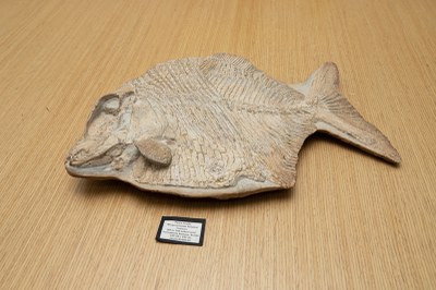 Foto do fóssil do peixe recuperado pelo Ministério Público Federal.
