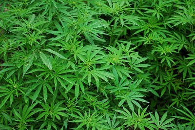 Foto de uma plantação de Cannabis sativa
