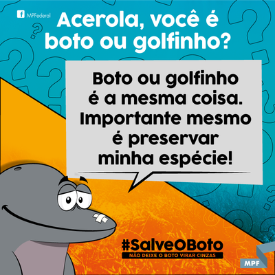 #SalveoBoto: MPF lança campanha em defesa do boto-cinza em evento de canoagem em Angra (RJ)