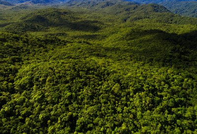 Foto aérea de uma floresta