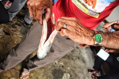 foto em plano fechado mostra indígena segurando um peixe com a barriga aberta.