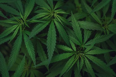 #ParaTodosVerem: fotografia de uma plantação de Cannabis sativa, matéria-prima do canabidiol, vista de cima e próxima às plantas. A foto é da istock/Getty Images