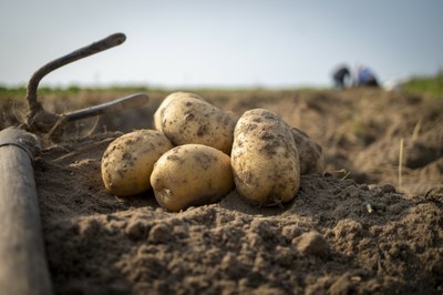 #pracegover imagem representativa do trabalho rural - primeiro plano batatas no chão de terra com rastelo - ao fundo imagem do verde
