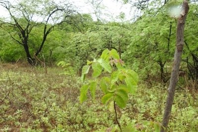 Foto de uma muda de aroeira na área de reflorestamento do Sitio Pedra do Moleque, em Jucurutu, no Rio Grande do Norte