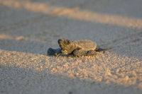 A medida visa proteger as tartarugas marinhas que se reproduzem ao longo de toda a extensão do litoral do município