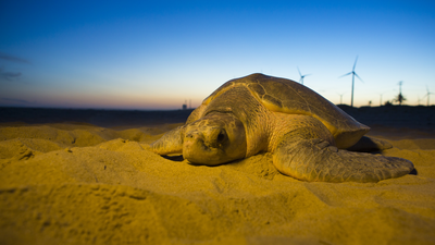 Foto mostra uma tartaruga gigante em uma praia