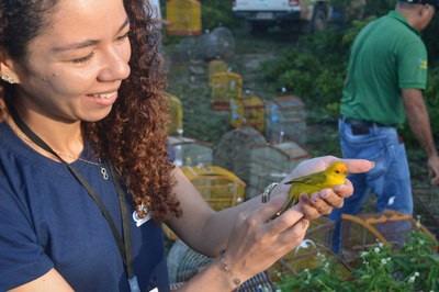 No quarto dia de FPI em Sergipe,  mais de 300 pássaros são devolvidos à natureza