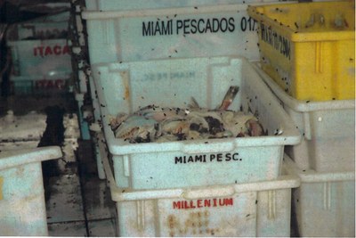 Moscas tomam conta de carcaças de peixe, matéria prima para a confecção da farinha. Foto: Polícia Federal