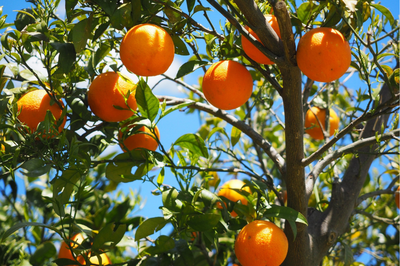 Foto de uma árvore cheia de laranjas 